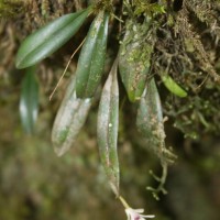 Adrorhizon purpurascens (Thwaites) Hook.f.